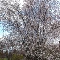 Prunus cerasifera 'Pissardii' P18